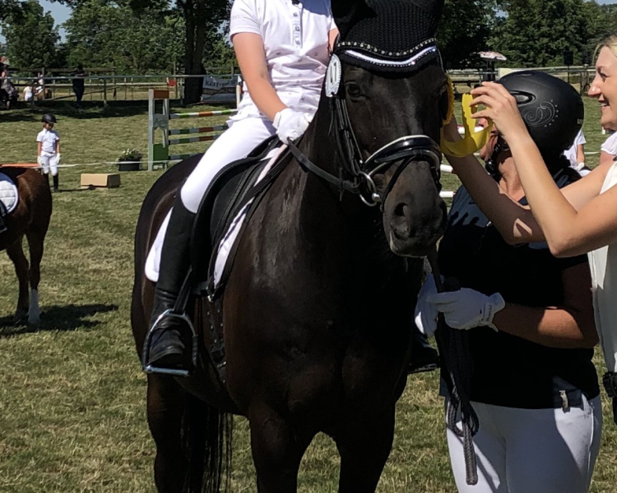 stallion Semper Idem GH (German Warmblood, 2003, from Semper)