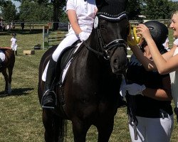 stallion Semper Idem GH (German Sport Horse, 2003, from Semper)