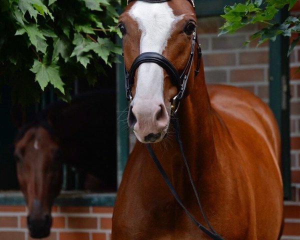 dressage horse Ligusto S (Westphalian, 2011, from Lissaro)