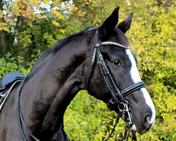 dressage horse S-Line DG (Rhinelander, 2011, from Sir Donnerhall I)