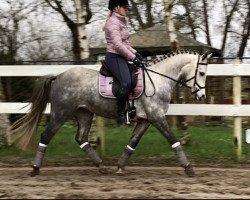 Springpferd Dancing Girl (Deutsches Reitpony, 2016, von Basall)