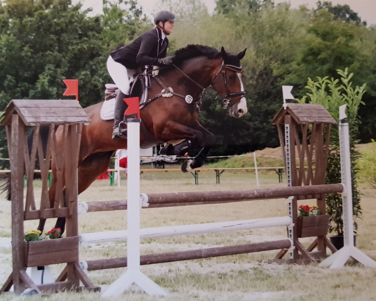 Springpferd Elliott 31 (Anglo Europäisches Sportpferd, 2014, von Edarado)