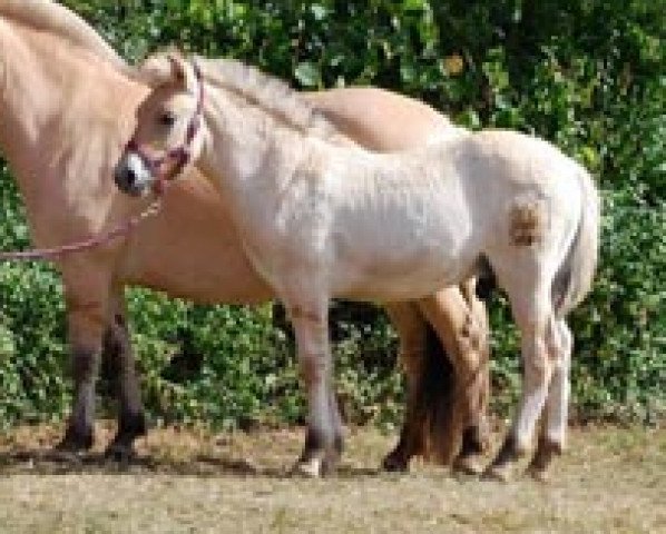 Pferd Kismo (Fjordpferd, 2009, von Kvest Halsnæs)