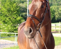 Springpferd Diamanten Lady V (Oldenburger Springpferd, 2010, von Diamant de Semilly)