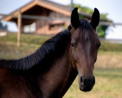 dressage horse FedEx (Hanoverian, 2018, from Fürst Wilhelm)