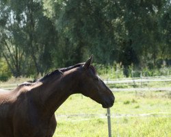 Springpferd Idol 59 (Polnisches Warmblut, 2005, von Liban)