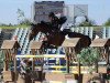 jumper Colmetta (KWPN (Royal Dutch Sporthorse), 2007, from Ol Metta)