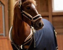 Zuchtstute Caramel Candy (Deutsches Reitpony, 2004, von Constantin)