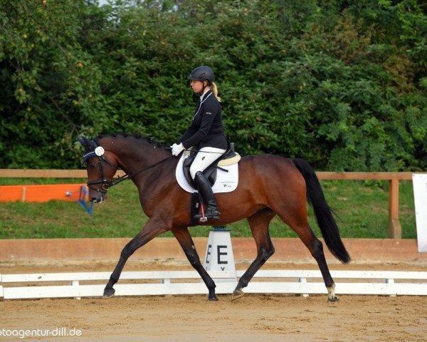 jumper Catania 143 (German Sport Horse, 2015, from Cassilano)