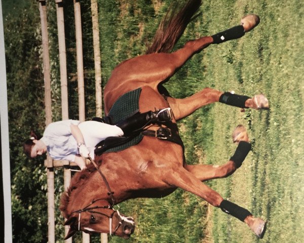 Pferd Boccacio 3 (Hannoveraner, 1984, von Bolero)
