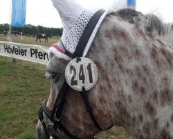 dressage horse Choice of Colours (Pony without race description, 2007)