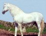 stallion Turista II (Pura Raza Espanola (PRE), 1977, from Hosco)