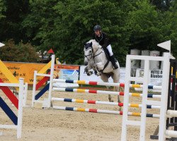 dressage horse Knockillaree Eabha (Connemara Pony, 2012, from Aughnanure Leo)