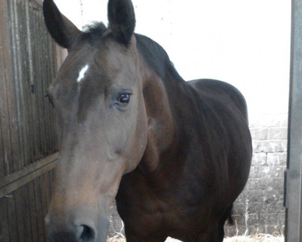 broodmare Rokoko (Rhinelander, 1986, from Rekord GL)