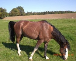 horse Pride’s Regal Delight (Tennessee Walking Horse, 1990, from Pride's Regal Boy 824978)