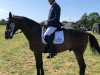 dressage horse Polarkaiser (Trakehner, 2008, from Kaiserdom)