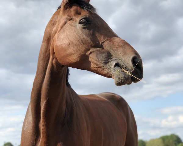 Springpferd Florence 143 (Hannoveraner, 2008, von Florencio I)