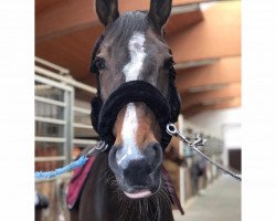 dressage horse Estell 16 (Oldenburg, 2009, from Plaisir d'Amour)