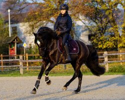 dressage horse Nemo 418 (German Riding Pony, 2013, from Nutrix)