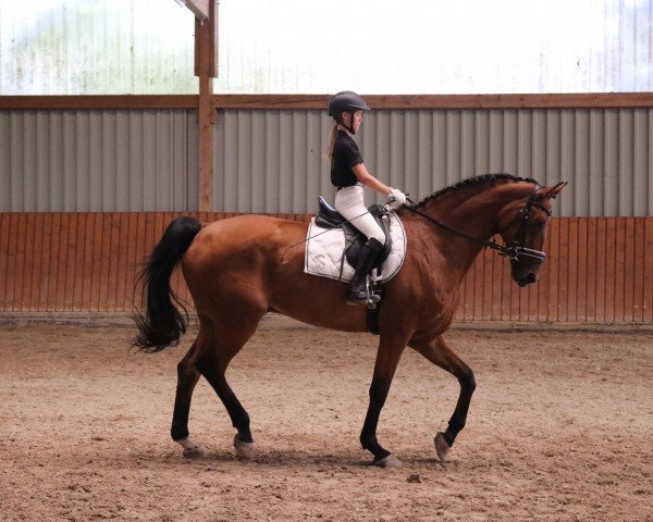 dressage horse Keaton 8 (Hanoverian, 2004, from K2 T)