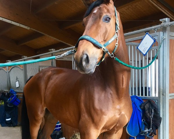 dressage horse Flint (Westphalian, 2009, from Fürst Romancier)