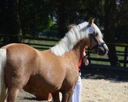 Zuchtstute Arvalon Cinderella (Welsh-Cob (Sek. D), 2010, von Nebo Danny)