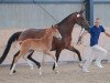 broodmare Close Up (KWPN (Royal Dutch Sporthorse), 2007, from Kansas C)