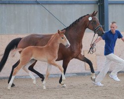 Zuchtstute Close Up (KWPN (Niederländisches Warmblut), 2007, von Kansas C)