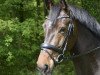 jumper Lotta 279 (Oldenburg show jumper, 2015, from Larcon)