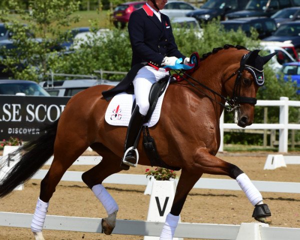 dressage horse Classic Briolinca (Royal Warmblood Studbook of the Netherlands (KWPN), 2006, from Trento B)