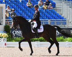 dressage horse Hawtins Delicato (Hanoverian, 2008, from Diamond Hit)