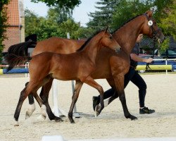 stallion Caspar (Westphalian, 2019, from Casallco)