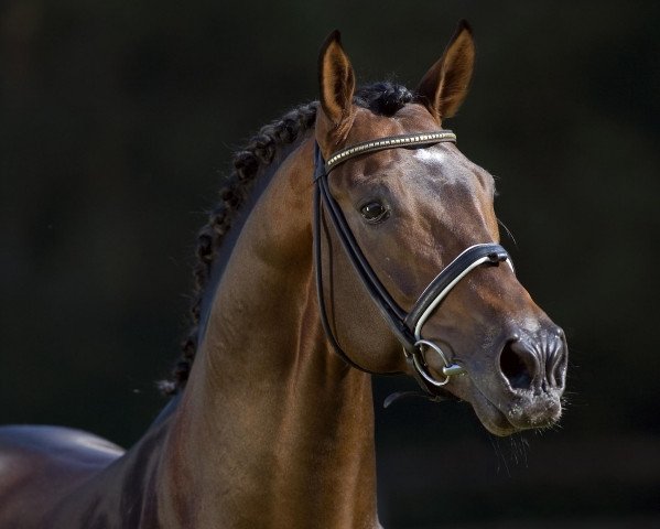 dressage horse Laudabilis (Hanoverian, 2000, from Lauries Crusador xx)