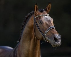 stallion Laudabilis (Hanoverian, 2000, from Lauries Crusador xx)