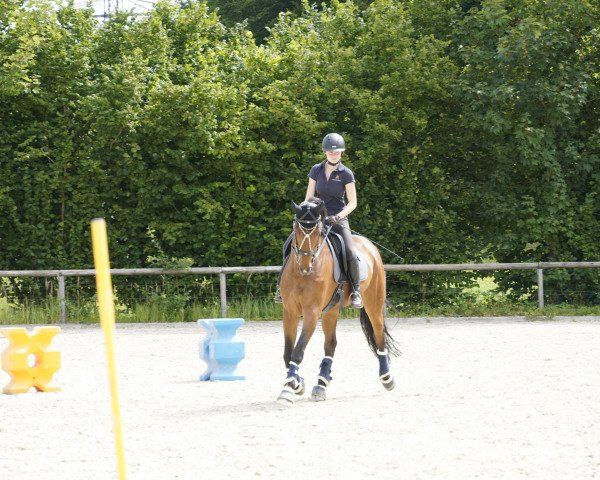 dressage horse Lord of London (Hanoverian, 2009, from Londontime)