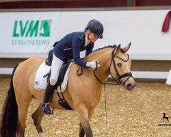 dressage horse Ballerina (German Riding Pony, 2012, from Blue Angel 8)