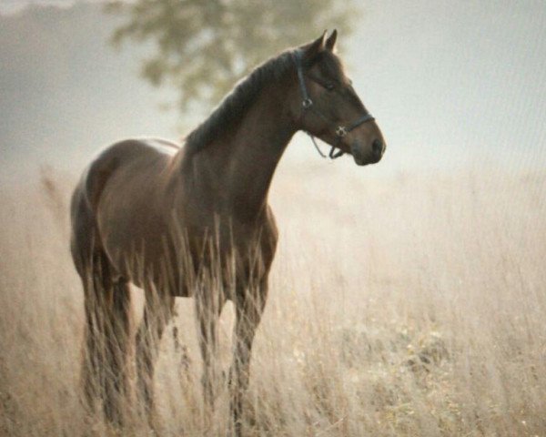 Springpferd Hi Calypso de Jalpanie (Koninklijk Warmbloed Paardenstamboek Nederland (KWPN), 2012, von Negus de Talma)