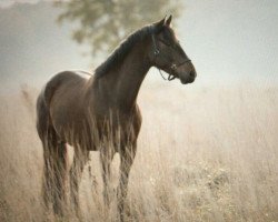 Springpferd Hi Calypso de Jalpanie (KWPN (Niederländisches Warmblut), 2012, von Negus de Talma)