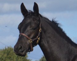 dressage horse For Amour S (Westphalian, 2017, from Flavis)