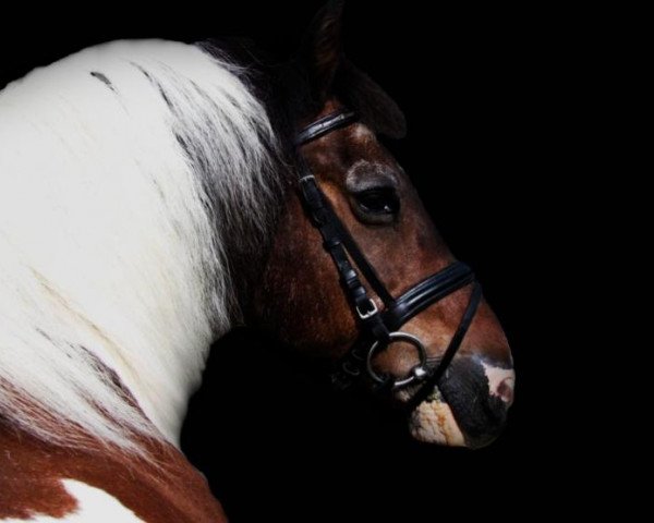 dressage horse Little Joe (unknown, 1994)