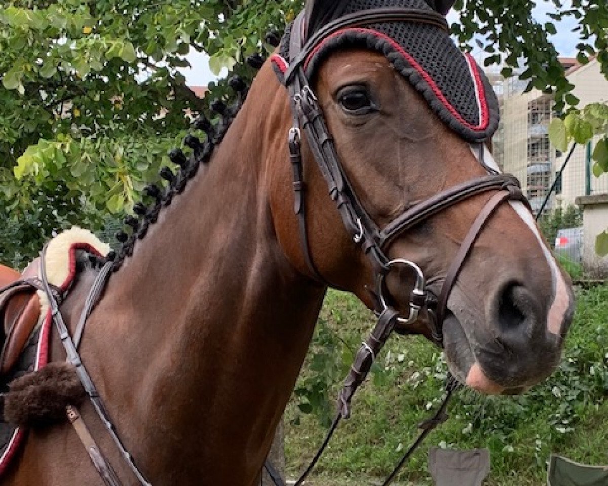 Springpferd Conlandra (Oldenburger Springpferd, 2012, von Conlander)