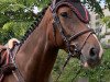 jumper Conlandra (Oldenburg show jumper, 2012, from Conlander)