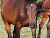 dressage horse Liberty 346 (Holsteiner, 2007, from Landos)