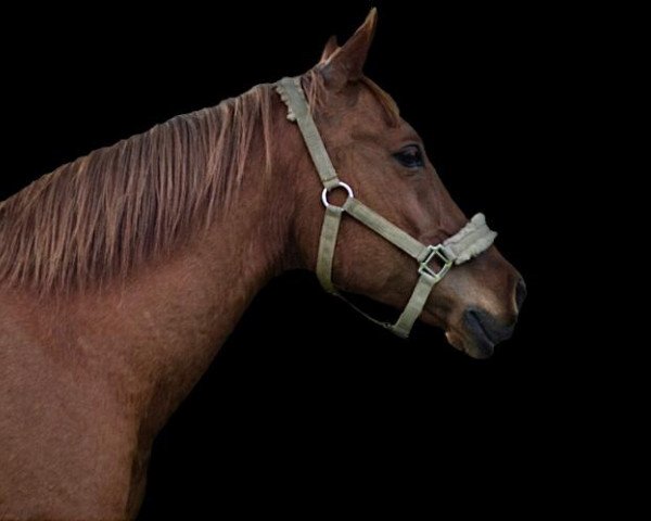 Pferd Delicately (Araber, 2002, von SARDIQH)