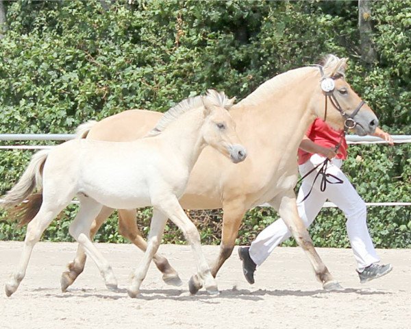 horse Sané (Fjord Horse, 2019, from Stian)