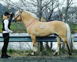 stallion Fjelltuvas Søljar (Fjord Horse, 2015, from Kamillas Tord)