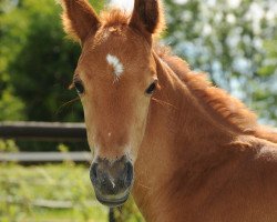 dressage horse Oki Doki 12 (German Riding Pony, 2012, from Ombre)