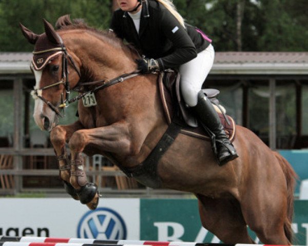 horse Harthoeve's Storm (New Forest Pony, 2004, from Orchid's Tygo)