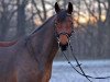 broodmare Cadeau d'amour (Westphalian, 2015, from Campitello)