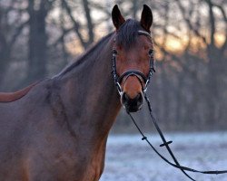 broodmare Cadeau d'amour (Westphalian, 2015, from Campitello)